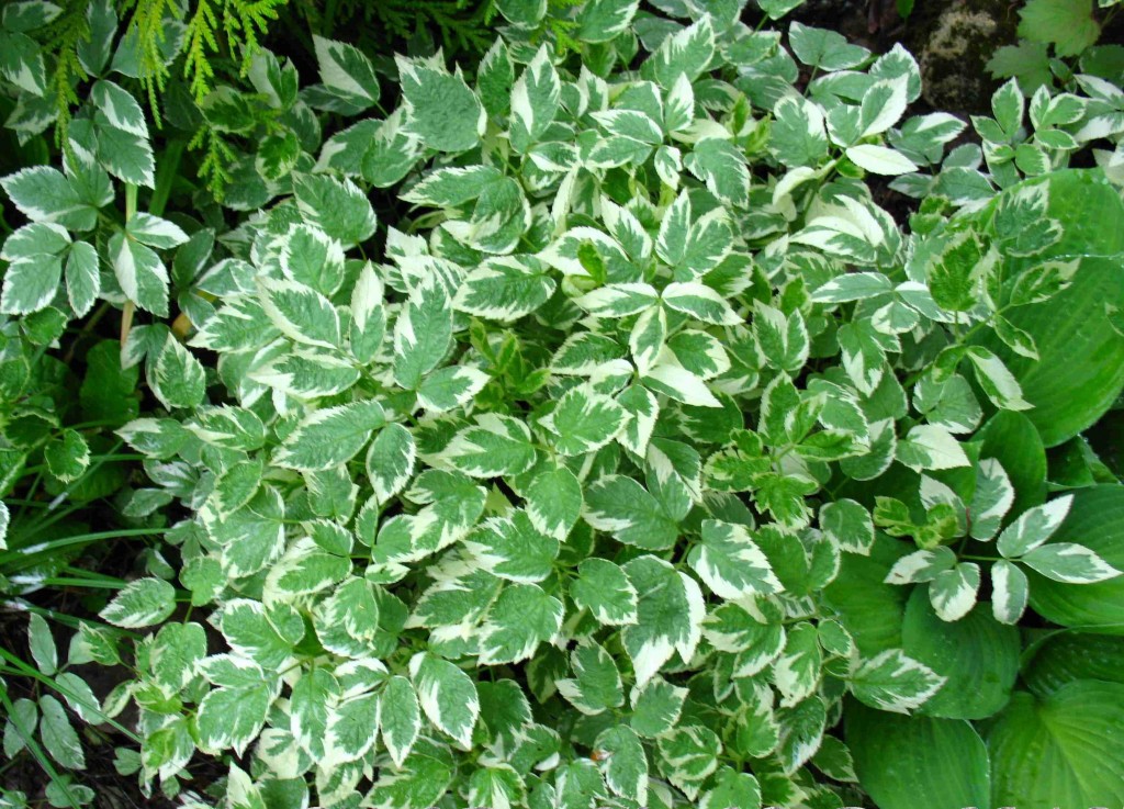 Сныть обыкновенная (Aegodium podagraria 'Variegata') - купить саженцы в ...