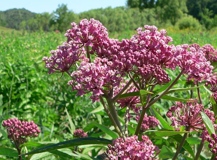 Ваточник сирийский (Asclepias syriaca) - купить саженцы в Минске
