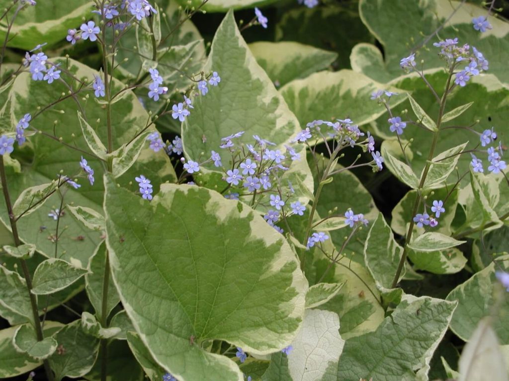 Бруннера крупнолистная Brunnera macrophylla ‘Hadspen Cream’