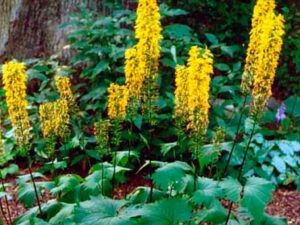 Бузульник узкоголовый (Ligularia stenocephala 'The Roket')