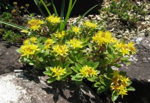 Камнеломка живучая (Saxifraga aizoon)