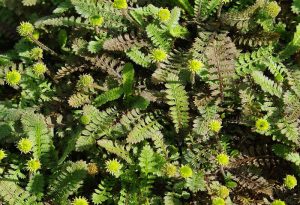 Котула пиретрумолистная (Cotula pyrethrifolia)