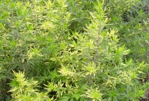 Полынь обыкновенная (Artemisia vulgaris 'LimeLight')