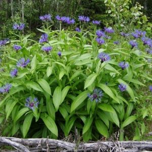 Василек горный