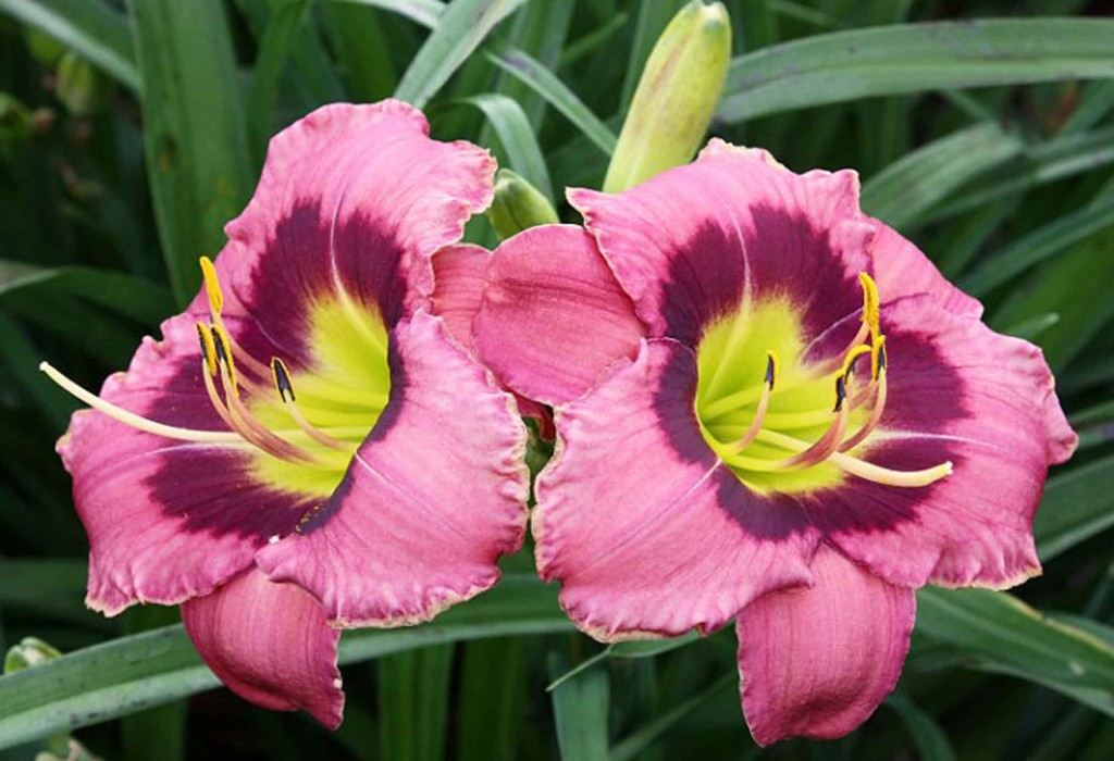 Always afternoon. лилейник гибридный олвейз афтенун. лилейник афтернун. лилейник олвейс либерти. лилейник афтернун.