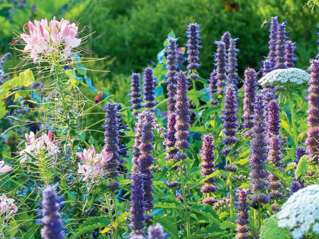 Лафант (многоколосник) морщинистый (Agastache rugosa)