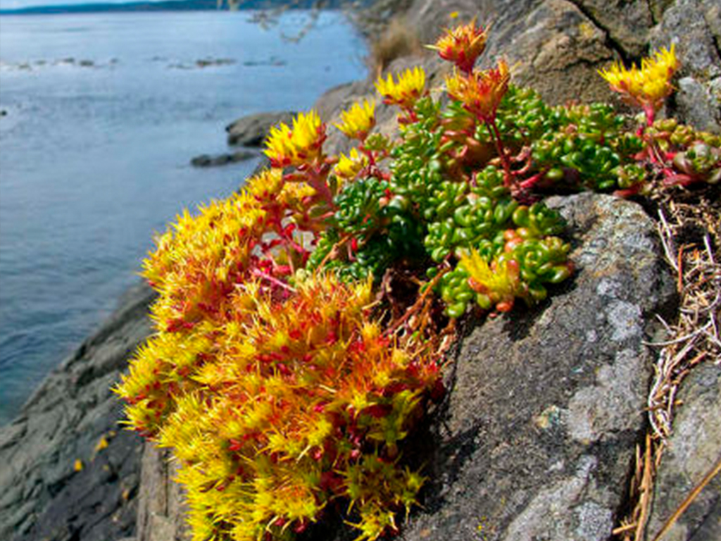 Очиток орегонский Sedum oregonum