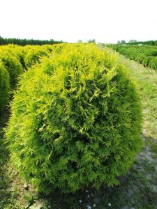 Туя западная Thuja occidentalis 'Golden globe'