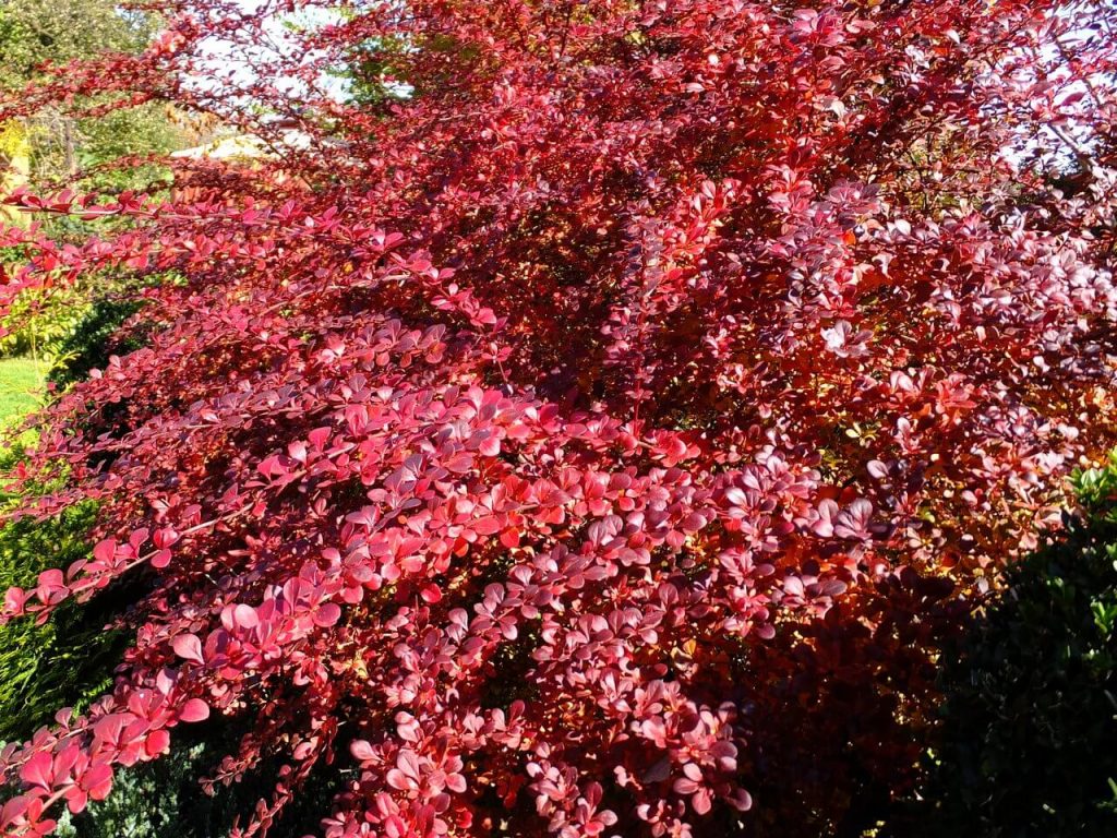 Барбарис тунберга Berberis thunbergii ‘Atropurpurea’