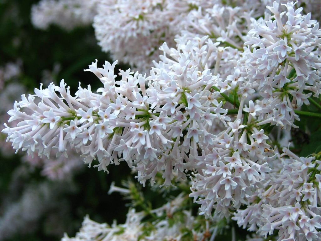 Сирень Престон Syringa х prestoniae ‘Agnes Smith'