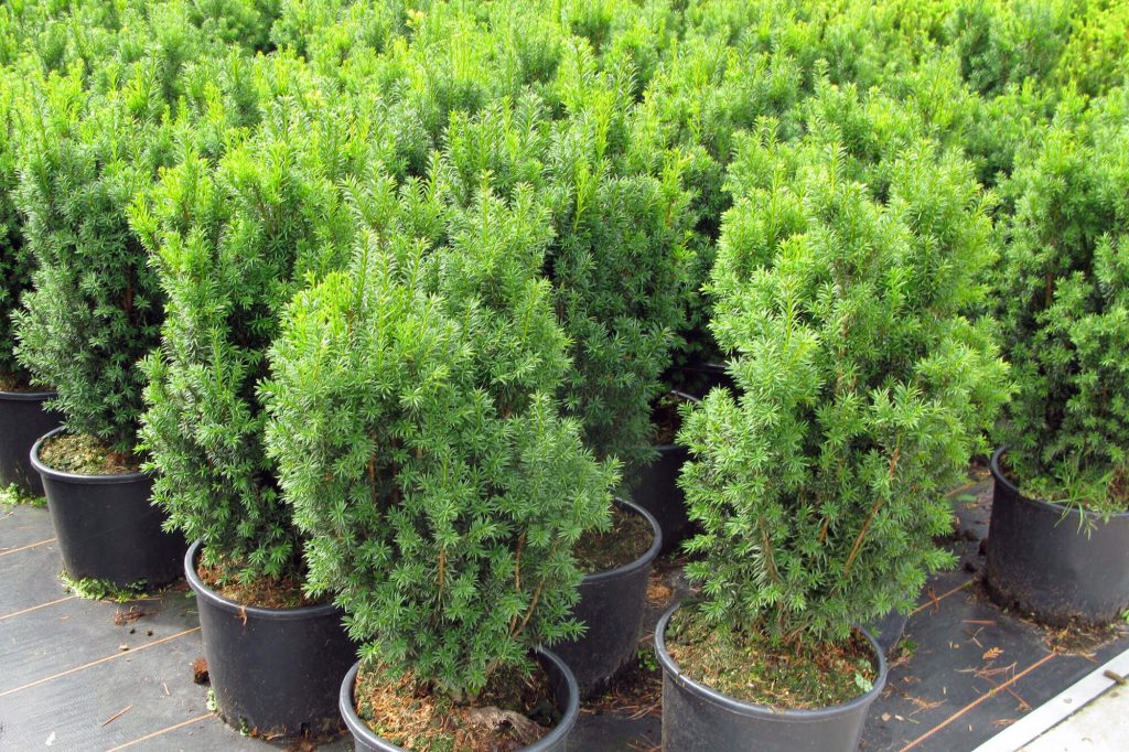 Тисс средний Taxus х media 'Wojtek'