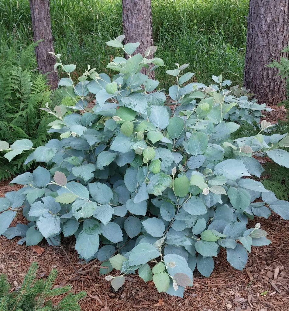 Fothergilla ×intermedia 'Blue Shadow'