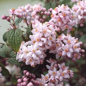 Дейция гибридная (Deutzia × hybrida) 'Mont Rose'