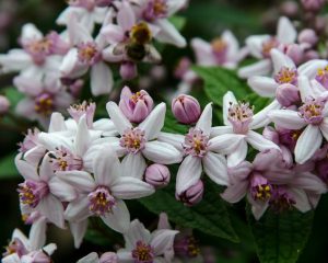 Дейция гибридная (Deutzia ×hybrida) 'Strawberry Fields'