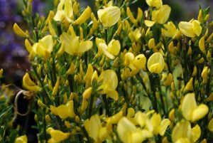 Ракитник ранний «Олголд» (Cytisus × praecox) 'Allgold'