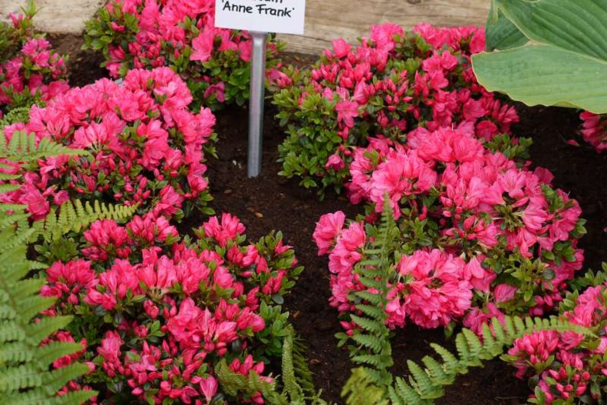 " " / Rhododendron obtusum 'Anne Frank' -