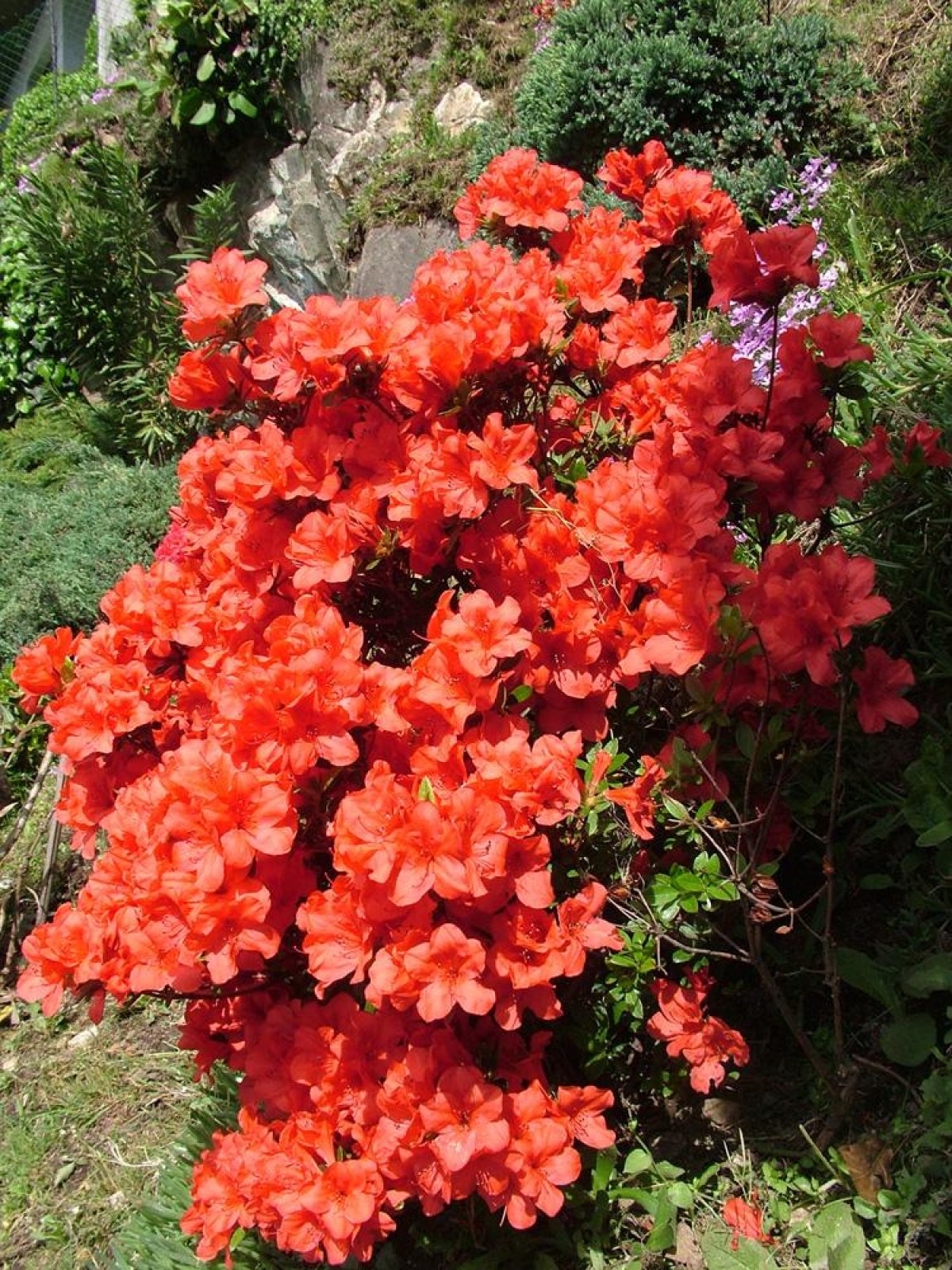 ' ' /Rhododendron obtusum 'Geisha Orange'  'Satschiko' -