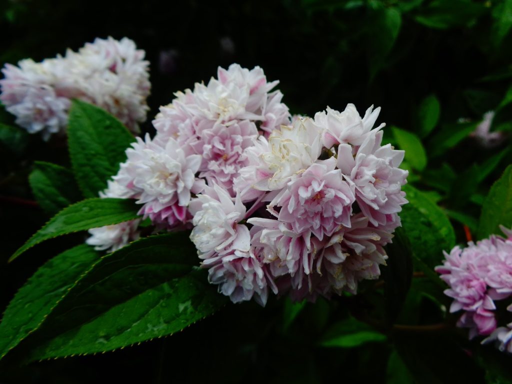 Дейция гибридная (Deutzia ×hybrida) 'Pink Pom-Pom' (= D.'Rosea Plena')