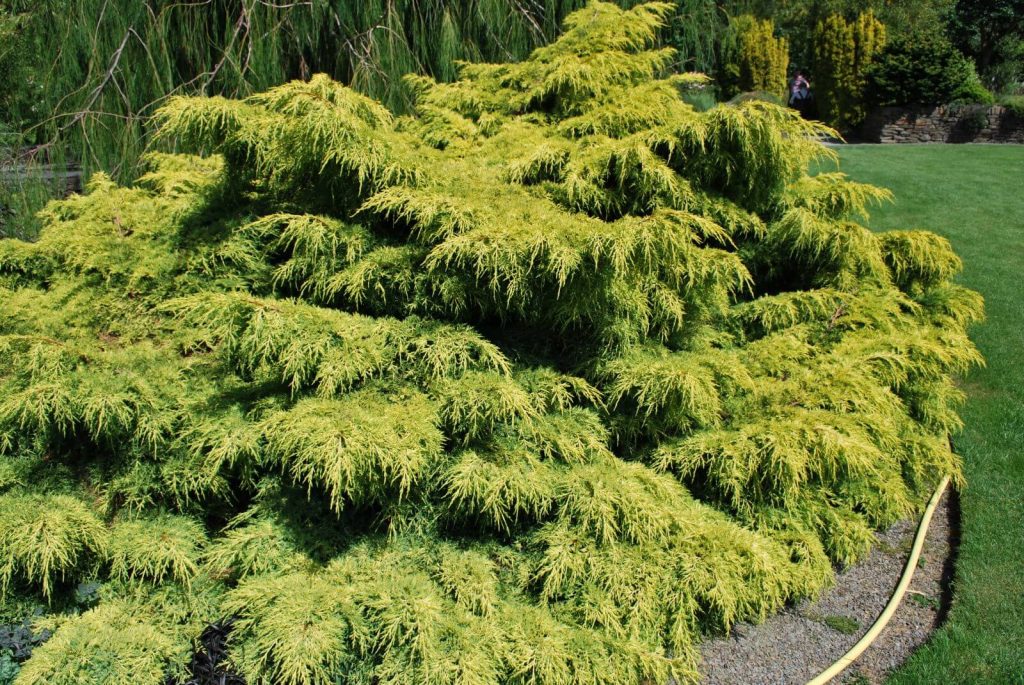 Можжевельник средний 'Old Gold' / Juniperus pfitzeriana 'Old Gold', хвойный кустарник