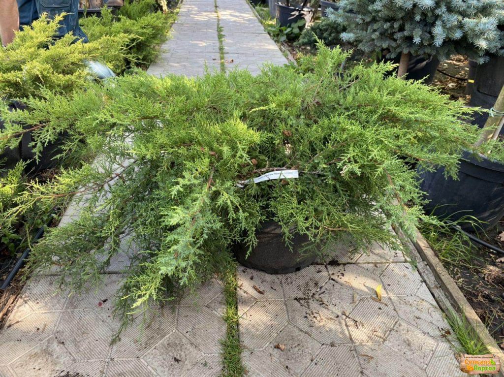 Можжевельник средний 'Pfitzeriana Compacta' / Juniperus pfitzeriana Compacta, хвойный кустарник