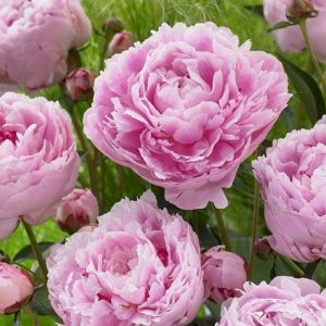 Пион Пион молочноцветковый "Сара Бернар"/ Paeonia lactiflora ‘Sarah Bernhardt’, многолетнее цветочное растение