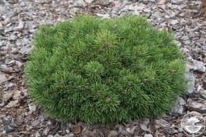 Сосна горная 'Grüne Welle' (Зелёная волна)/ Pinus mugo 'Grüne Welle', хвойное дерево