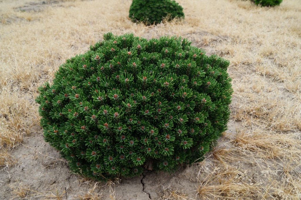 Сосна горная 'Sherwood Compact'/ Pinus mugo 'Sherwood Compact', хвойный кустарник