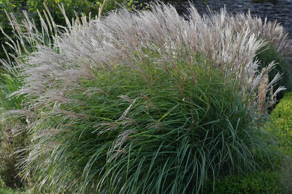 Miscanthus sinensis мискантус китайский ‘Kleine Silberspinne' ("Серебристый паук")