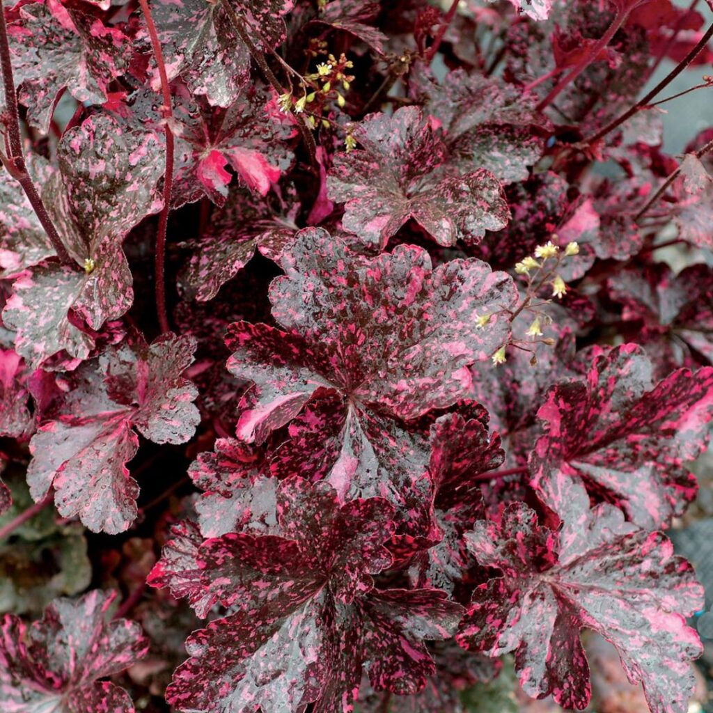 Гейхера гибридная Heuchera x hybrida ‘Midnight Rose Select’