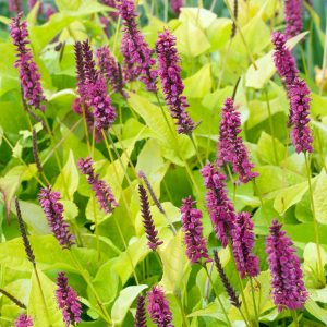 Горец стеблеобъемлющий Persicaria ampexicaulis ‘Golden Arrow’ (Золотая стрела)