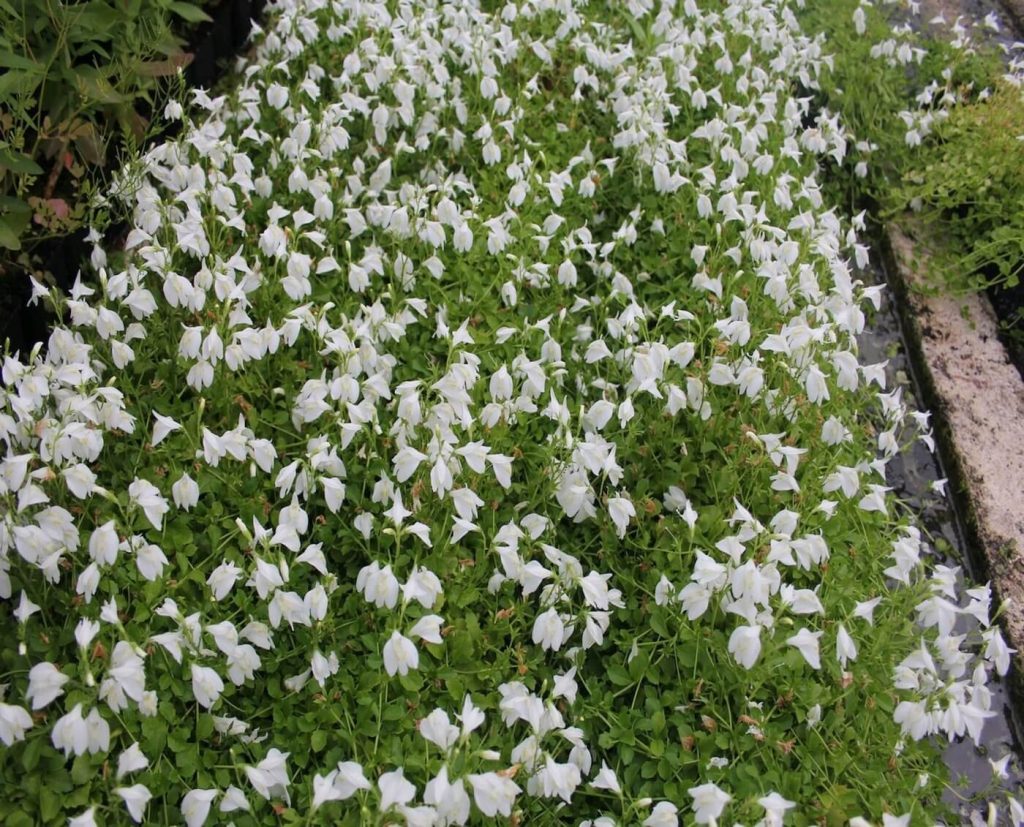 Мазус ползучий Mazus reptans ‘Albus’