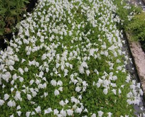 Мазус ползучий Mazus reptans ‘Albus’