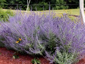 Перовския лебедолистная Perovskia atriplicifolia ‘Russian Sage’