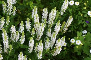 Шалфей дубравный Salvia nemorosa ‘Salute White’