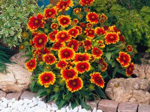 Гайлардия остистая Gaillardia aristata ‘Mesa Peach’