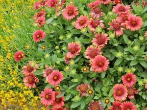 Гайлардия остистая Gaillardia aristata ‘Mesa Red’