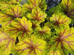 Гейхера "Электра" Heuchera ‘Electra’