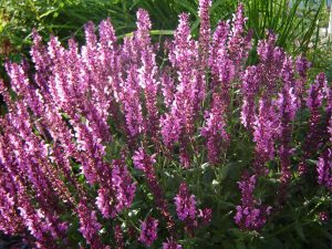 Шалфей дубравный Salvia nemorosa ‘Rosaköningin’(‘Rose Queen’)