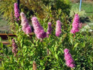 Спирея Билларда Spiraea billardii 'Triumphans' “Триумфанс” (Spiraea x billardii ‘Triumphans’)