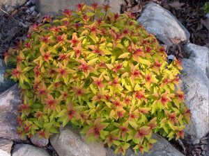 Спирея японская "Голден Карпет" Spiraea japonica ‘Golden Carpet’