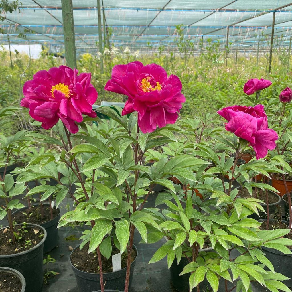 Пион «Карл Розенфилд» Paeonia ‘Karl Rosenfield‘ купить в Минске