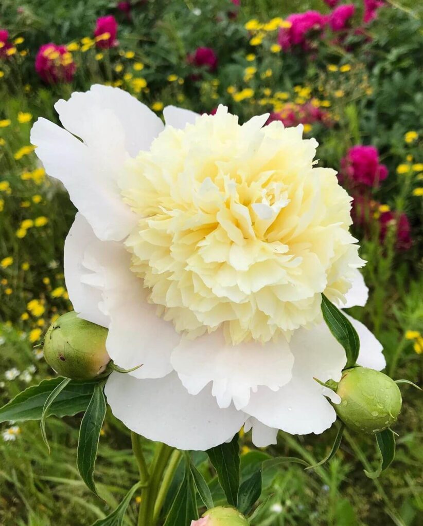 Пион «Уайт Чарм»