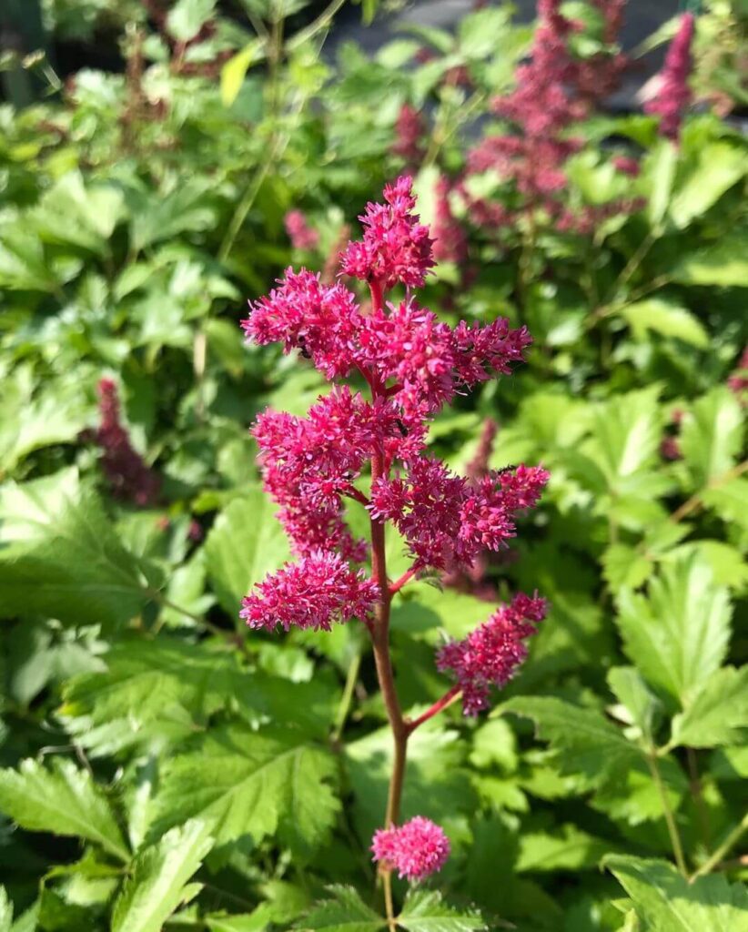 Астильба Арендса «Фанал» / Astilbe Arendsii «Fanal»