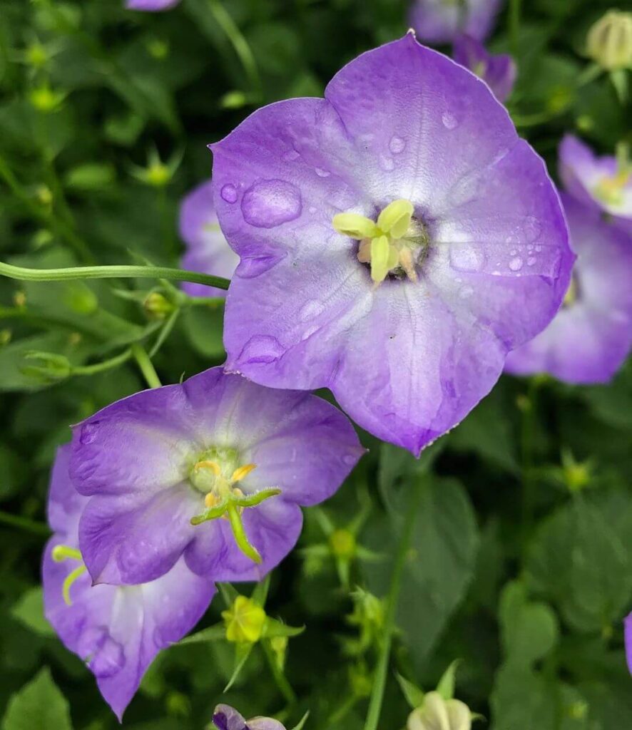 Колокольчик Карпатский «SAMANTHA» / Campanula carpatica «Samantha»