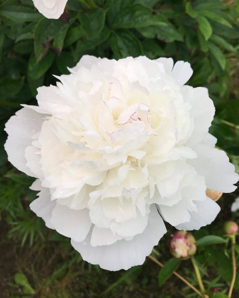 Пион молочноцветковый «Курон д’Ор» / Paeonia lactiflora «Couronne d’Or»