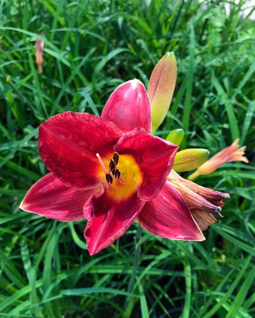 Лилейник «Прэйри Белс» / Hemerocallis «Prairie Bells»