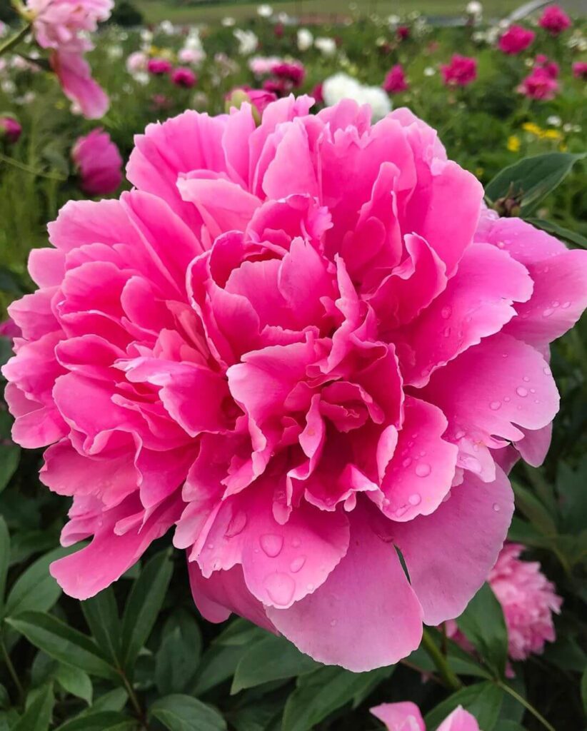 Пион «Память о Паустовском» / Paeonia «Pamyat' O Paustovskom»