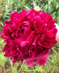 Пион «Адольф Руссо» / Paeonia «Adolphe Rousseau»