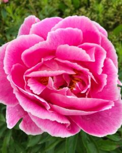 Пион «Август Дессерт» / Paeonia «Auguste Dessert»