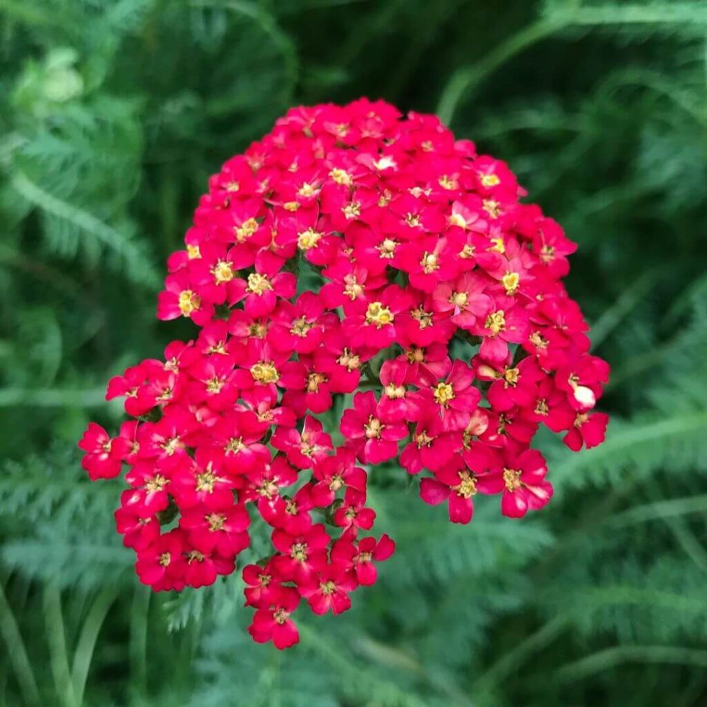 Тысячелистник обыкновенный «Паприка» / Achillea millefolium «Paprika»